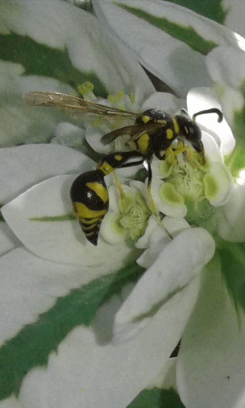Vespidae Eumeninae : Eumenes mediterraneus maschio?  S